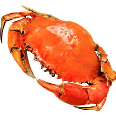 Jessie-26-Big-Crab