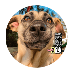 聽說這隻狗叫肉包