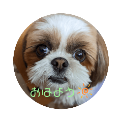 Shih TzuPoPPo