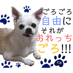 The name of this Chihuahua is Goro.