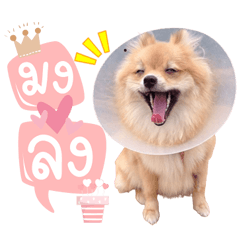 Love me love my dog V.01