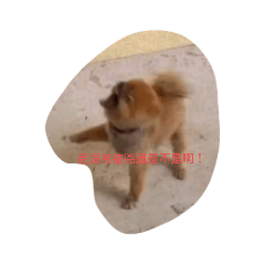 多多的世界我們不懂