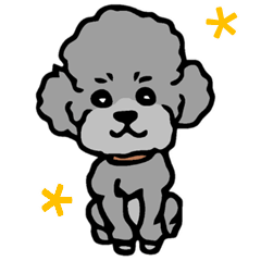 Everyday ToyPoodle Silver