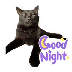 日常黒猫