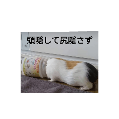 tonton_20220621222921