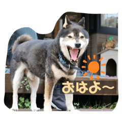 Honey_20220622123451