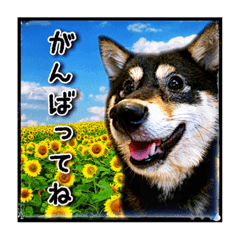 tamayo.mameshibainu_20220622113838