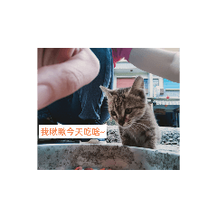 蓋派日常