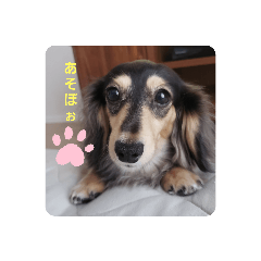 Miko_Lovely my dog stickers
