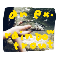 an ex-rainbow trout