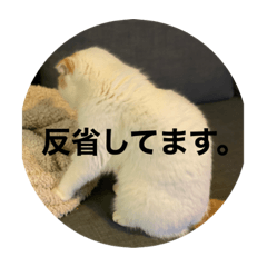 chiyo_20220622200525