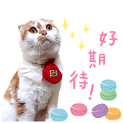 妞妞與牠的小夥伴❤️
