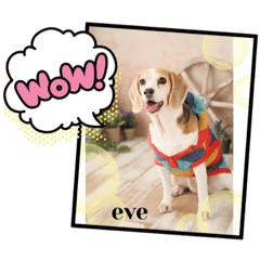 Beagle eve