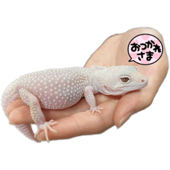 akari_20220623172451