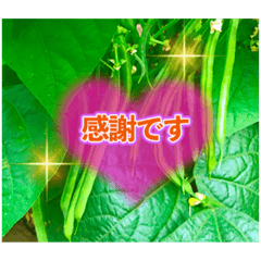 野菜大好き！【日常言葉】