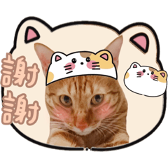 阿喵喵的小日常