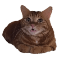 shiho_20220623235955