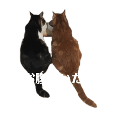 shiho_20220624132842