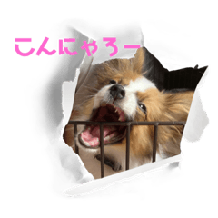 SHIMEJI MOM-20220624