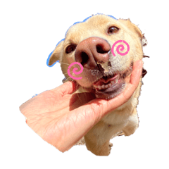 Eringi_DOG