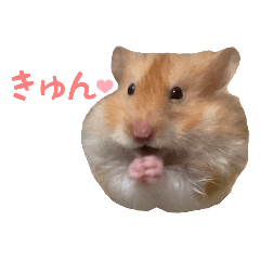 hamster kurumi