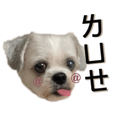 乖乖是我，我是乖乖♡