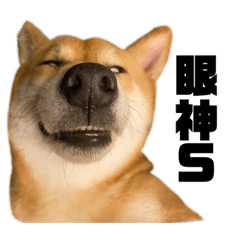 伊森是一隻狗II