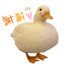 老豆戰三鴨