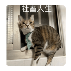 修貓咪這麼可愛