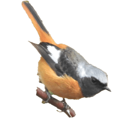 Daurian Redstart without wording-BIG
