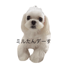 ミルたんたんn