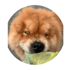 我是糰糰 糰糰是我