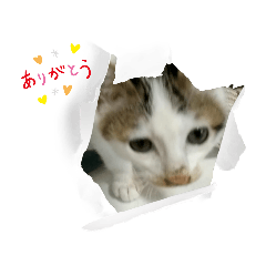 ☆Cat★