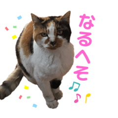 akari_20220624215654