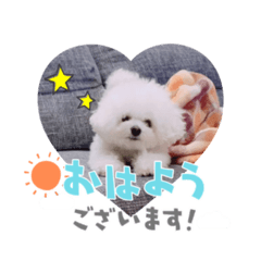 Ringo_20220625162926