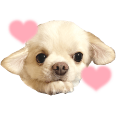 melon_20220626094326