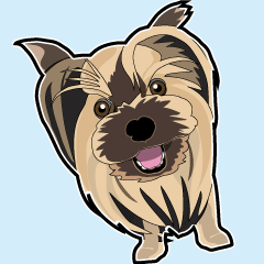 Cute and fun Yorkshire terrier 2