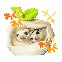 melmoco(SugarGlider_20220625165221