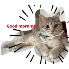 雪寶薑第二彈‪⸜♡⸝‍‬