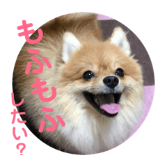 Lovely Pomeranian Liju