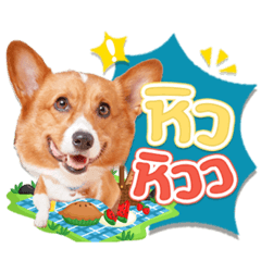 Moji  Yuzu the Corgis