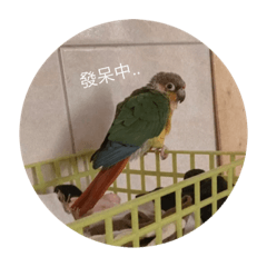 bird_0124