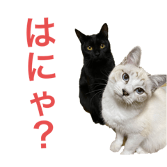 anko milk sticker