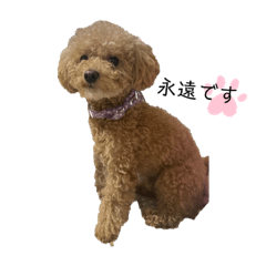 トイプードル永遠氏