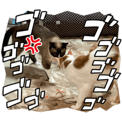 misa_20220626162703