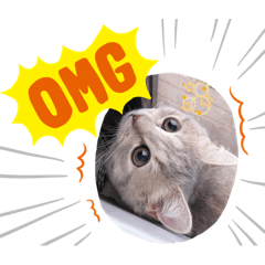 雪寶薑第三彈（ᵒ̴̶̷̤◦ᵒ̴̶̷̤ )