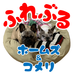 Frenchbulldog Homes&Komeri