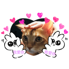 超級可可愛愛的肥胖的小貓