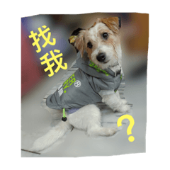 傑克羅素之你才土狗勒！