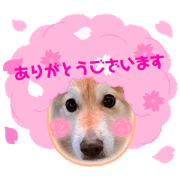 momojiro_20220626231752